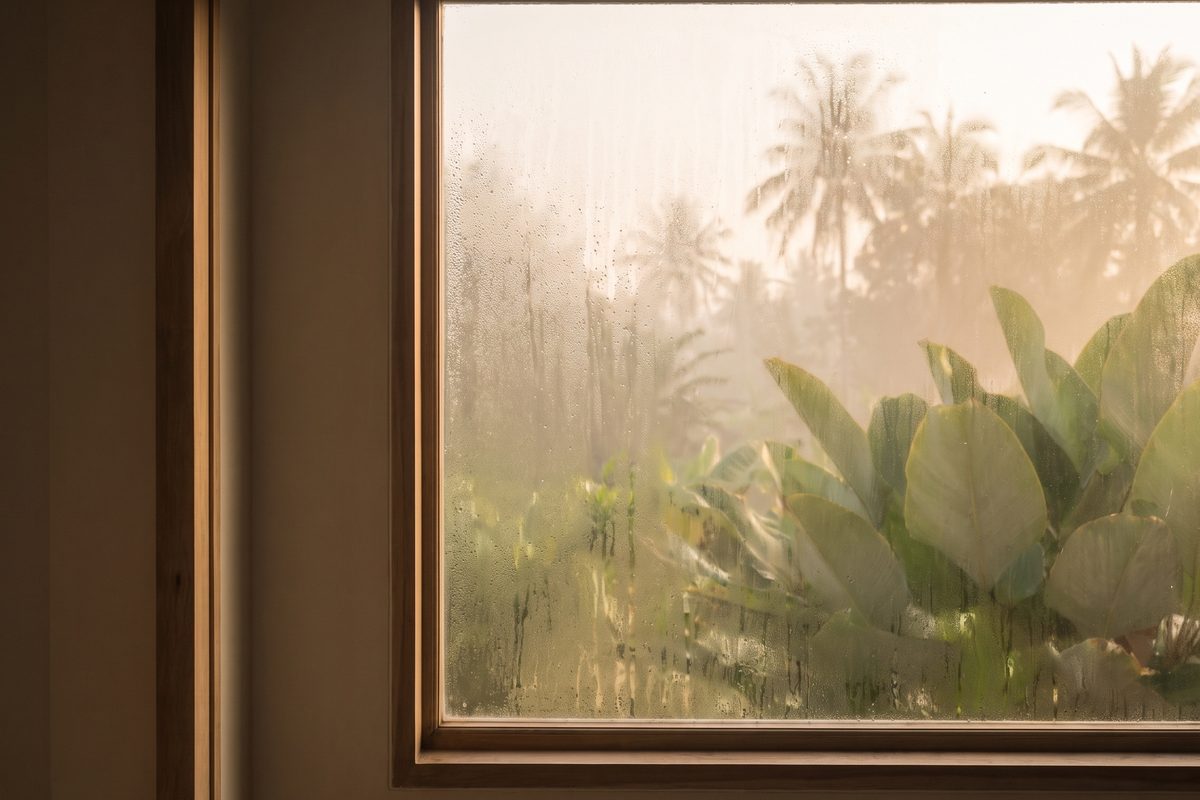 A sunlit window with soft morning condensation, tropical foliage blurred beyond the glass, no person and no product in frame