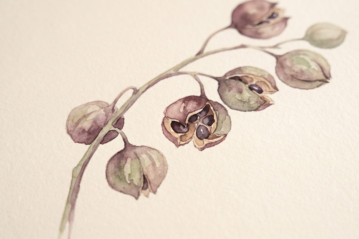 Botanical watercolour of a branch with round seed pods, some open and some closed, in plum and sage on cream paper
