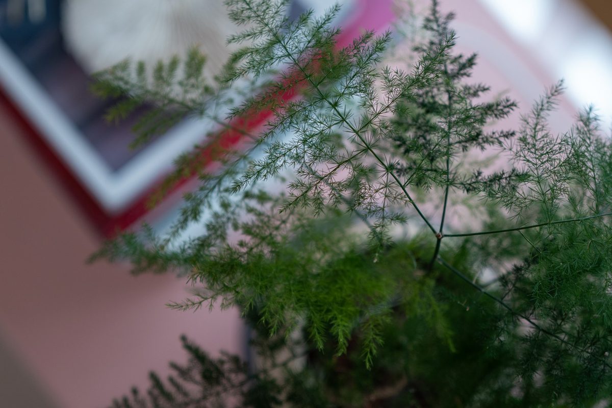 A fine-leaved fern on a plain pink surface in soft window light, no person in frame, quiet and still