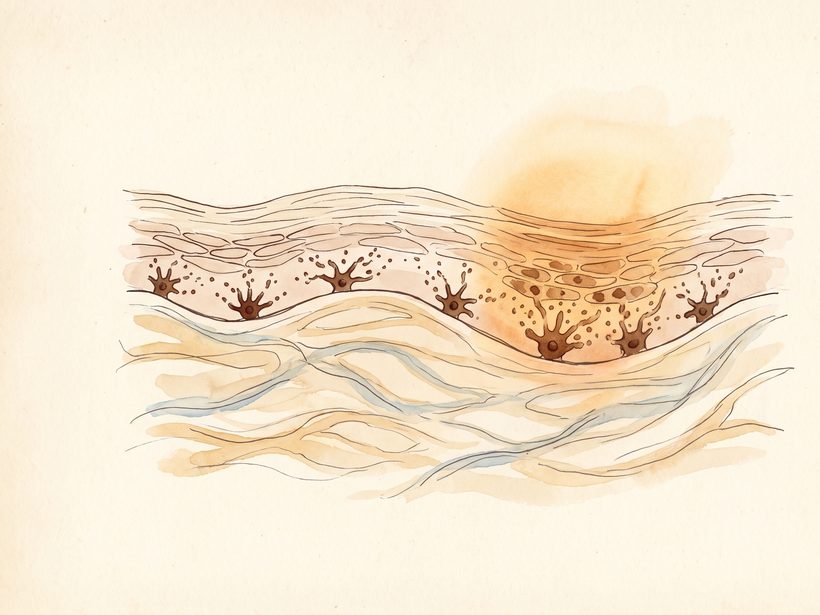 A hand-drawn ink and watercolour cross-section of skin layers with star-shaped pigment cells along the base of the top layer, one area warmed by light where the cells hold more pigment, no text