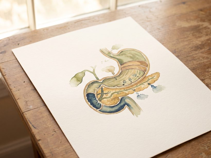 Watercolour anatomy plate of the stomach and pancreas on paper, lying on a wooden table by a window