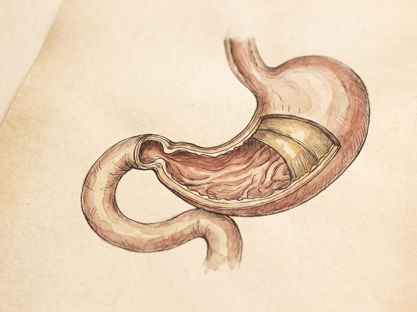 A hand-drawn ink and watercolour anatomical plate of the stomach cut open to show its folded lining, joined to the first loop of the small intestine, on warm paper, no text