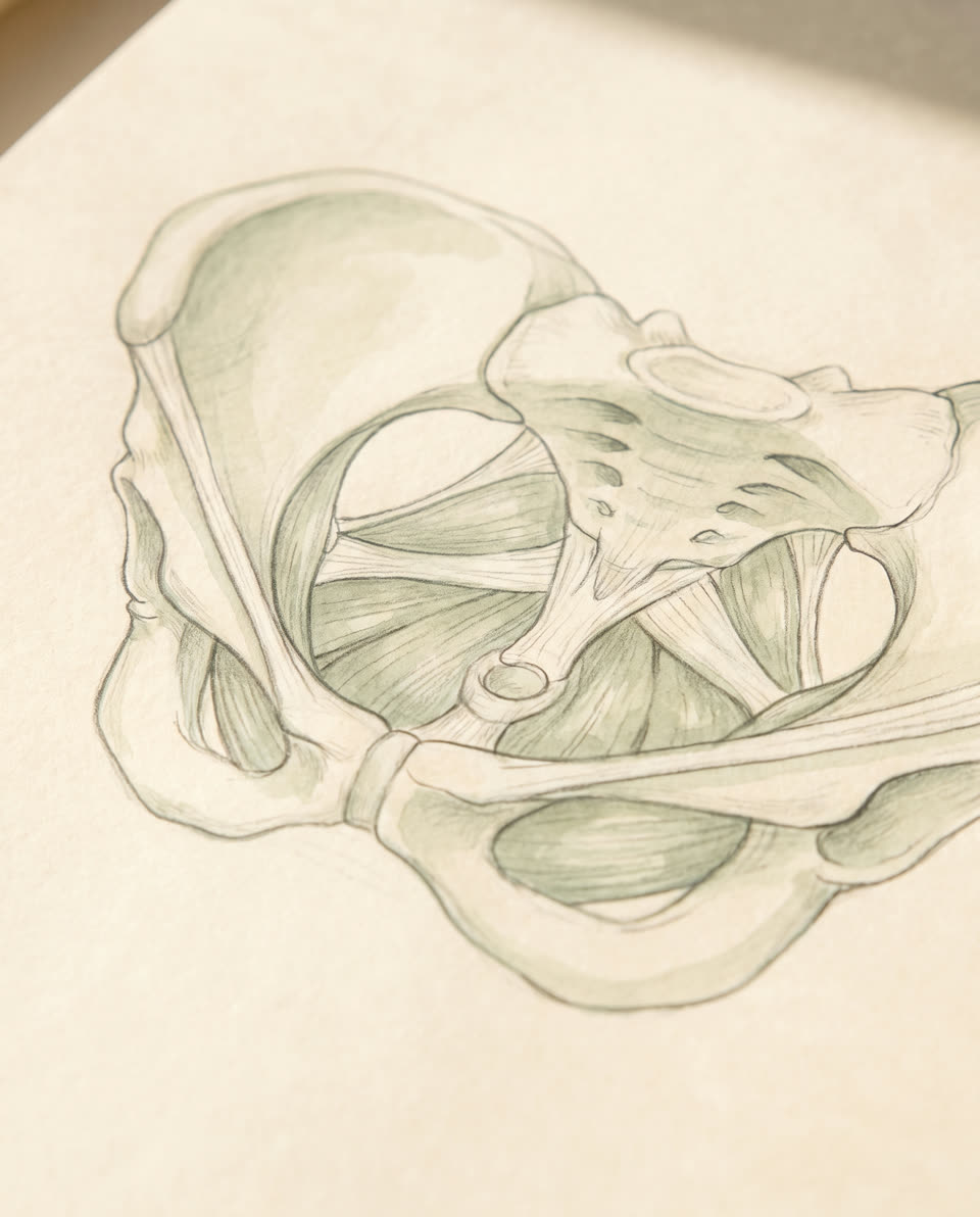 A pencil and wash drawing of the pelvis seen from above, with the pelvic floor muscles spanning the opening at its base