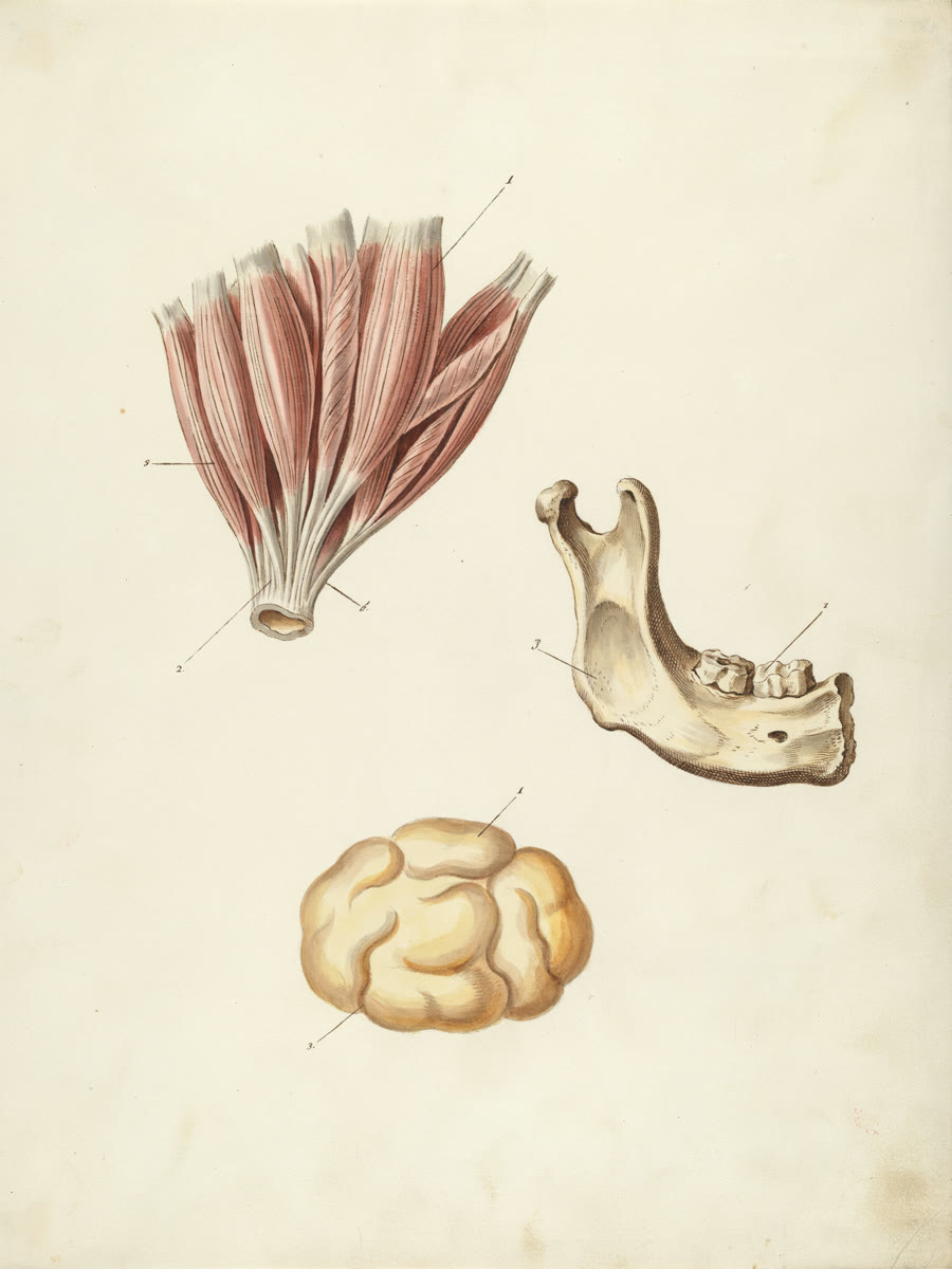 A watercolour anatomical plate of three separate specimens: a fan of muscle, a lower jawbone and a lobule of fat.